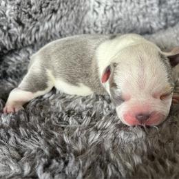 Fraser - Blue male Boston Terrier puppy in Red Bluff, California from Sugar Baby Bostons