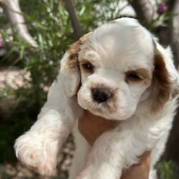 Girl 1 - Red and white female Cocker Spaniel puppy in Arizona from Lina P