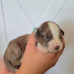 Salsa - Blue merle female Aussiedoodle puppy in Lithia, Florida from Waterford Doodle Farm