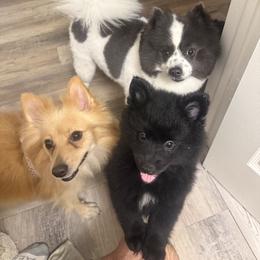 Pomeranian Puppies from Nicholas Teutsch