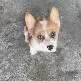 Sable Merle - Red merle and white male American Corgi puppy in Clinton, Tennessee from High Hopes Hounds