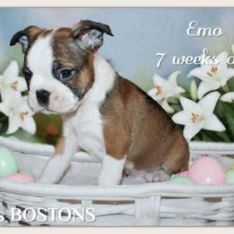Boy 3-Emo - Seal and white male Boston Terrier puppy in North Central, Vermont from Windy Valley’s Bostons