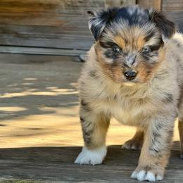 Lennox Adam - Blue merle male Australian Shepherd puppy in Statesville, North Carolina from Charming Australian Shepherds