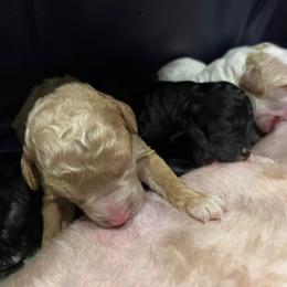 Poodle Puppies from Reuter Clan Poodles
