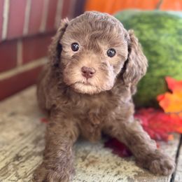 Brownie - Chocolate male Assorted Doodle Crosses puppy in Denver, Pennsylvania from Redcay's Mini Bernedoodles