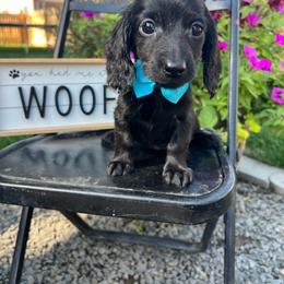 Daisy boy - Black male Dachshund puppy in Payette, Idaho from NT Mini Doxies