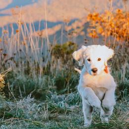 Golden Retrievers from Golden Heart Creams