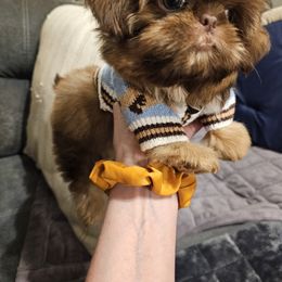 Fuzzy Bear - Liver male Shih Tzu puppy in Kings Mountain, North Carolina from NC Shih Tzus by Tammy
