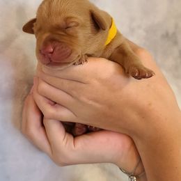 Labrador Retriever Puppies from Field and Family Labradors