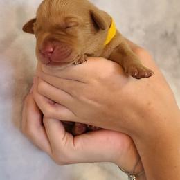 Labrador Retriever Puppies from Field and Family Labradors