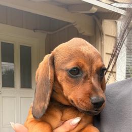 Red Brindle Female Short Haired Dachshund - Red female Dachshund puppy in Arcadia, California from Cruz Industries - Dachshund Company & French Bulldog Company