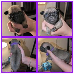 Delilah - Fawn female Pug puppy in Winter Haven, Florida from Lisa's Pugalicious Pugs