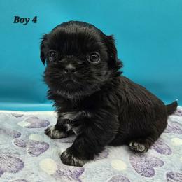 Boy 4 - Black male Shih Tzu puppy in Oakville, Washington from Garrard Creek Shih Tzus