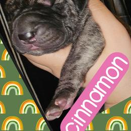 CINNAMON - Brindle female Great Dane puppy in Wellsville, New York from Prophecy Danes
