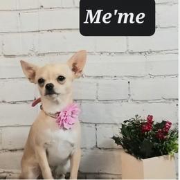 Me'me - Fawn and white female Chihuahua puppy in Redding, California from Akc ivy league chihuahua .  Com