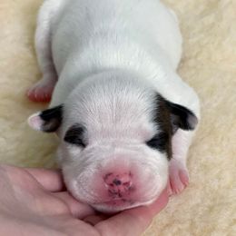 American Staffordshire Terrier Puppies from Alpenglow Amstaffs