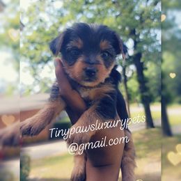 Biewer Terrier, Poodle, and Yorkshire Terrier Puppies from Tiny Paws Luxury Pets