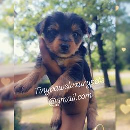 Biewer Terrier, Poodle, and Yorkshire Terrier Puppies from Tiny Paws Luxury Pets