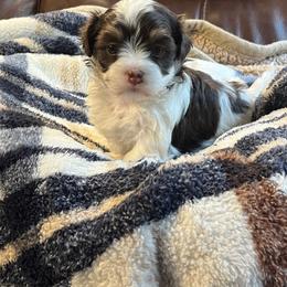 Cecilia - White female Havanese puppy in Starr, South Carolina from Home with Havanese