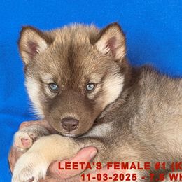 LEETA'S FEMALE 1 - Red and white female Siberian Husky puppy in Manilla, Iowa from Bruck's Siberian Huskies