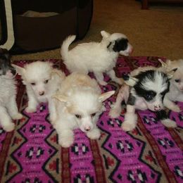 Chinese Crested Puppies from Wyldkhair Chinese Crested