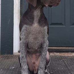 German Shorthaired Pointers from 509 GSP Dogs