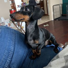Porter - Dachshund