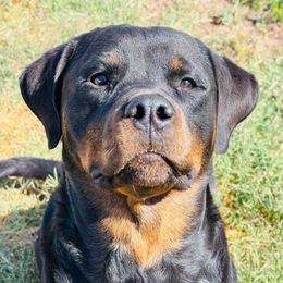 Bamboozle - Rottweiler