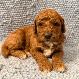 Bo Peep - Apricot female Goldendoodle puppy in Springfield, Tennessee from BK3 Miniature Goldendoodles