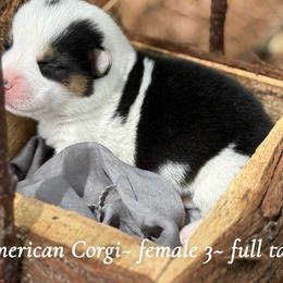 Mismark- full tail - Black and white female American Corgi puppy in Nashville, Arkansas from Whisenhunt Farms