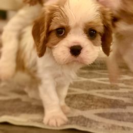 Harvest - Blenheim male Cavalier King Charles Spaniel puppy in Port Orchard, Washington from Cavaliers of House Northup