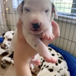 Dalmatian Puppies from Whispered Spots Dalmatians
