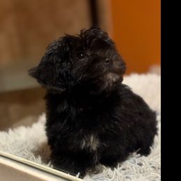 Aiden - Black male Yorkipoo puppy in Independence, Kentucky from 4paws4ever by Design