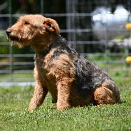 Keersha - Welsh Terrier