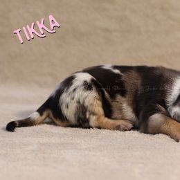 Tikka - Blue merle Catahoula Leopard Dog puppy in Trout, Louisiana from Diamond H Ranch