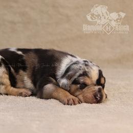Tikka - Blue merle Catahoula Leopard Dog puppy in Trout, Louisiana from Diamond H Ranch