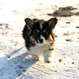 Tri boy 3 full Fluffy - Black and tan male Pembroke Welsh Corgi puppy in Hale, Michigan from All Hale Corgis