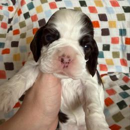 Eve - Brown and white female Cocker Spaniel puppy in Delphi, Indiana from Benchmark Cockers