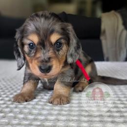 Black-Cream Dapple 2800 - Dapple male Dachshund puppy in Texarkana, Arkansas from Dogwood Acre Dachshunds