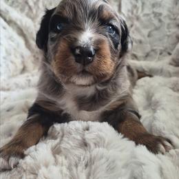 Boy 1 Blue Merle -Blue eyes - Blue merle male Australian Shepherd puppy in Sioux Falls, Sd Area, South Dakota from Diamond Aussies N the Rough