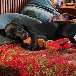 Dilute Retriever and Labrador Retriever Puppies from LC Hunting Labs, LLC.