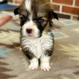 White Collar Girl Buttercup - Red female Pembroke Welsh Corgi puppy in Paris, Kentucky from Flat Run Corgis
