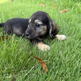 Tiny Tim - Sable male Dachshund puppy in Ranburne, Alabama from Camdox