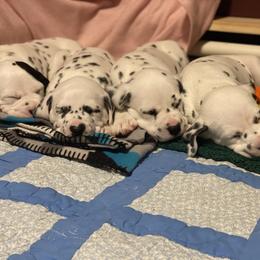 Dalmatian Puppies from Alofa Dalmatians
