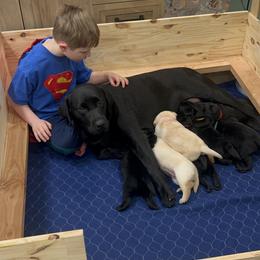 Labrador Retriever Puppies from Butlertown Labs