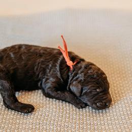 Curly Russell - Black male Labradoodle puppy in Orange, Virginia from Hillcrest Labradoodles