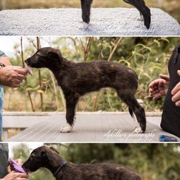 Silken Windhound Puppies from Amethyst Silken Windhounds