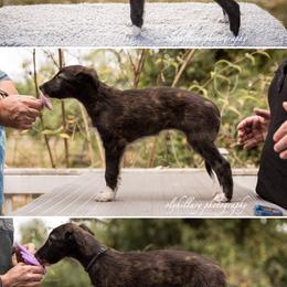 Silken Windhound Puppies from Amethyst Silken Windhounds