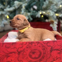 Bell - Dark golden female Golden Retriever puppy in Provo, Utah from Rocky Mountain Field Goldens