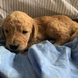 Goldendoodle Puppies from Gardenia Goldens and Goldendoodles